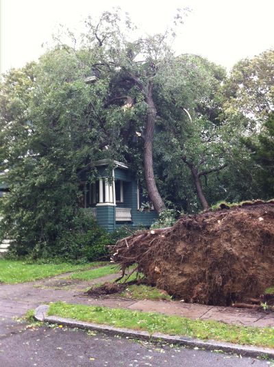 Uprooted tree on Melville Avenue. Courtesy Bill Walczak.