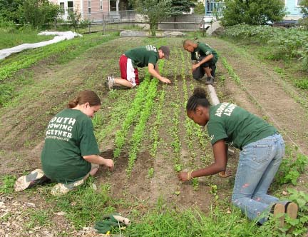 The Food Project: Teenagers from The Food Project working in the Dudley Triangle weed salad mix in 2006. Over 60 youth from Boston and its suburbs will grow food through the Food Project this summer.