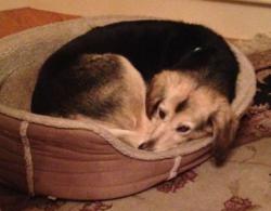 Lucy: Husky-beagle mix was also injured in Neponset Ave. accident.