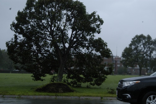 Irene uproots trees along Dorchester Bay: At least two trees were uprooted along BC High's campus on the UMass-Boston road late this morning. There are numerous limbs down along the waterfront and surf is pounding the low-lying Morrissey Boulevard shoreline. Photo by Bill Forry