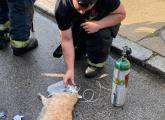 Cat getting oxygen at Sargent Street fire