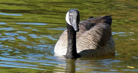 A goose